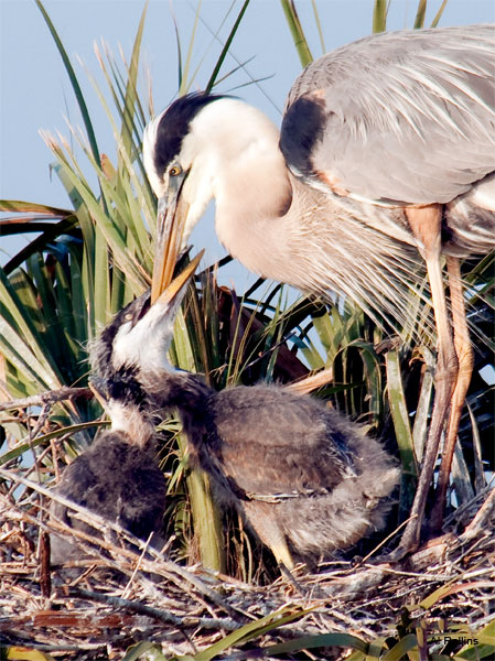 Great Blue Heron Feeding Chick by Al Rollins