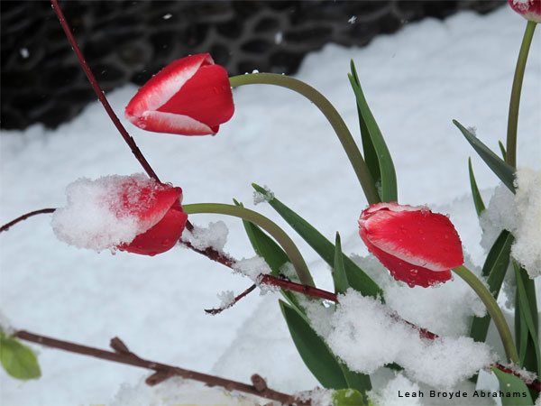 Our Schizophrenic Spring by Leah Broyde Abrahams